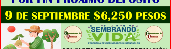 ATENCION A TODOS LOS BENEFICIARIOS DEL PROGRAMA SEMBRANDO VIDA TU PROXIMO PAGO ESTA MUY CERCA ¿CUANDO RECIBIRAS TU APOYO ECONÓMICO? A QUI TE LO DIREMOS